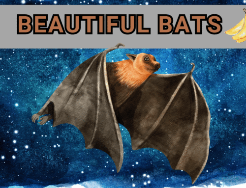 Beautiful Bats