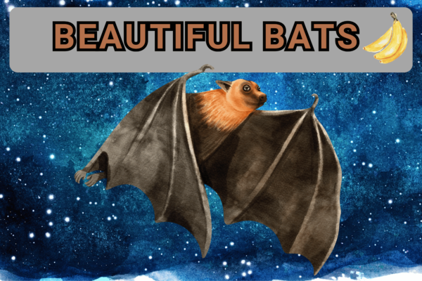 Beautiful Bats