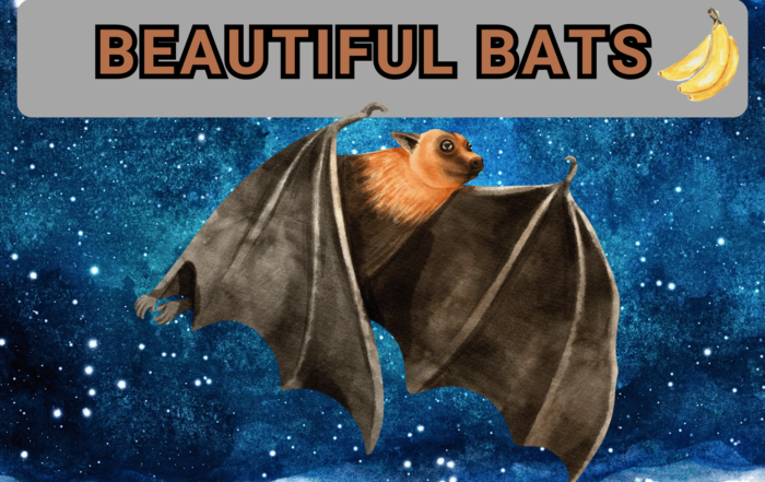 Beautiful Bats