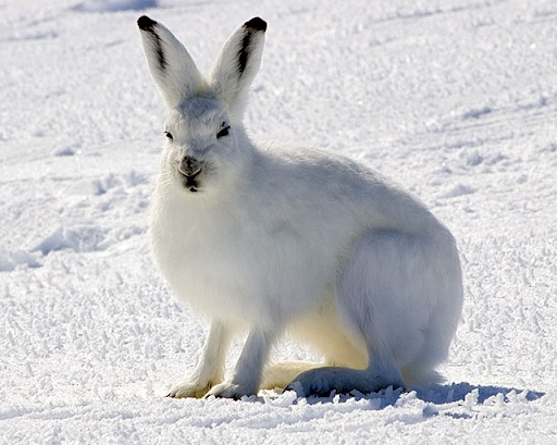 Arctic hare