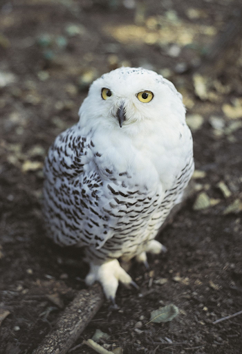 Snowy Owl