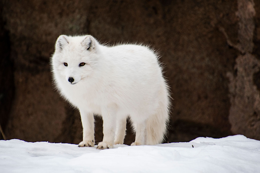 Arctic fox