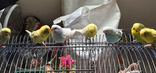 Big World of Budgies