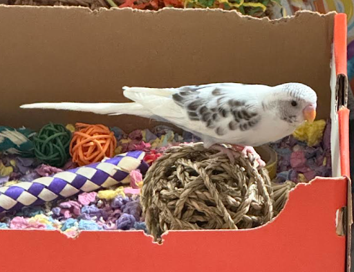 Budgies Toys