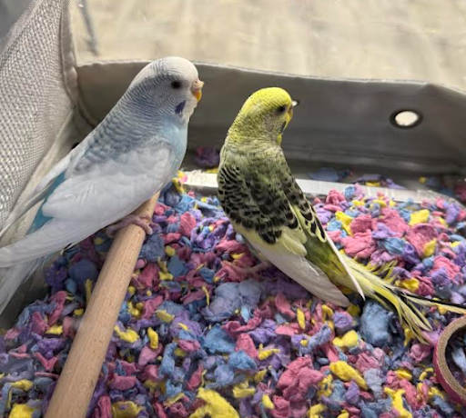 Budgies Health