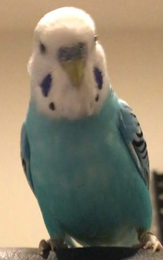 Fun Budgie Facts/Did You Know?