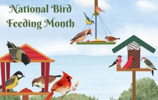 National Bird Feeding Month