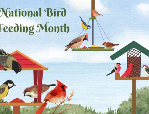 National Bird Feeding Month