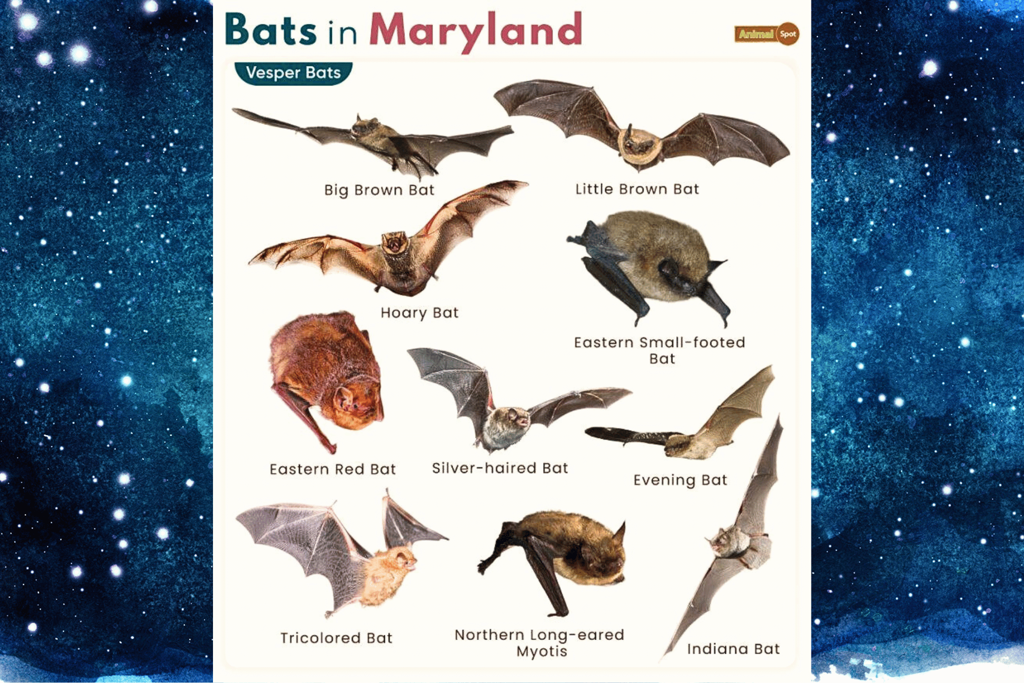 Below is a chart illustrating the 10 species of Maryland bats, courtesy of Animal Spot: