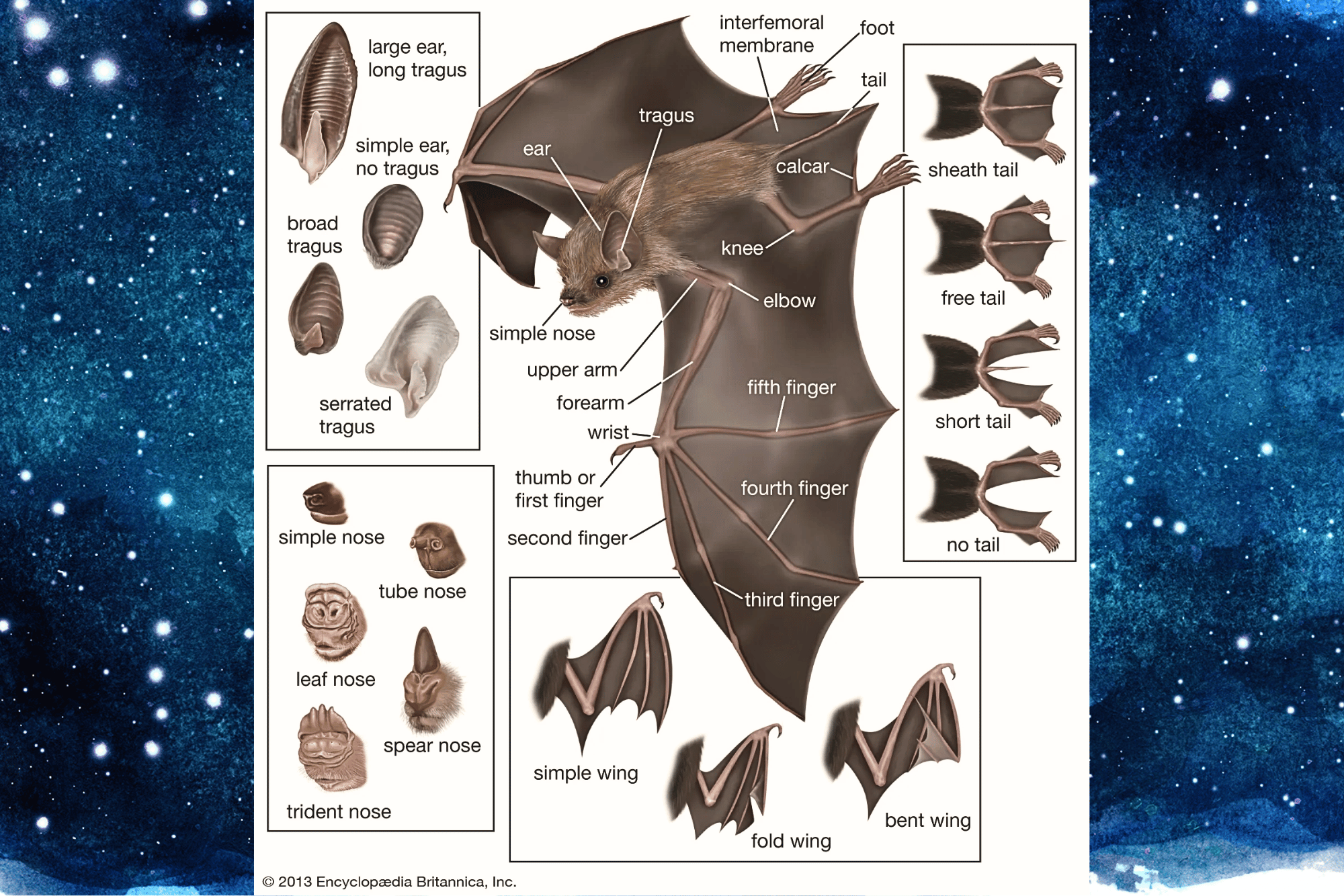 Below is a chart detailing the anatomy of a bat, courtesy of Britannica: 