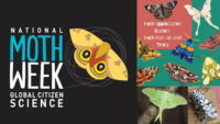 National Moth Week logo with a yellow moth, and four panels showing illustrations and photos of colorful moths, including “Moth Appreciation Station: Moth Man Art and Trivia,” created for the Potomac Branch Library’s moth crafts event during National Moth Week. Credit: National Moth Week and CCPL