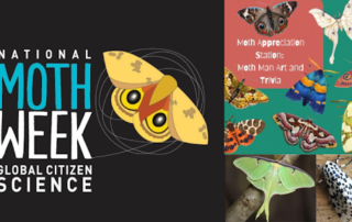 National Moth Week logo with a yellow moth, and four panels showing illustrations and photos of colorful moths, including “Moth Appreciation Station: Moth Man Art and Trivia,” created for the Potomac Branch Library’s moth crafts event during National Moth Week. Credit: National Moth Week and CCPL