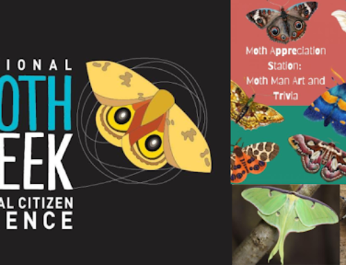 National Moth Week 2026: Celebrate With Crafts And Trivia At A Charles County Library